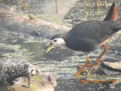 Amaurornis phoenicurus