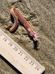 Hartmanonuphis pectinata