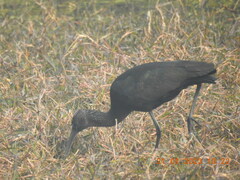 Plegadis falcinellus