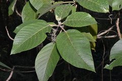 Dendrocnide meyeniana