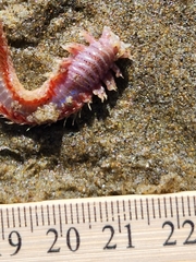 Hartmanonuphis pectinata