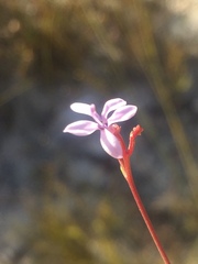 Prismatocarpus diffusus