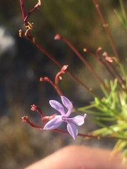 Prismatocarpus diffusus