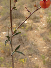 Indigofera sp12