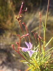 Prismatocarpus diffusus