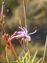 Prismatocarpus diffusus