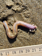 Hartmanonuphis pectinata