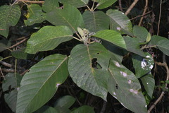 Dendrocnide meyeniana