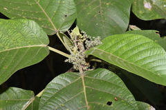 Dendrocnide meyeniana