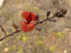 Indigofera sp12