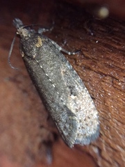 Cryptaspasma querula