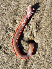 Hartmanonuphis pectinata