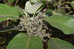 Dendrocnide meyeniana