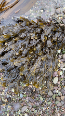 Fucus vesiculosus