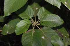 Dendrocnide meyeniana