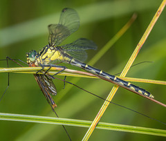Austrogomphus ochraceus