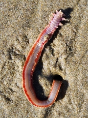 Hartmanonuphis pectinata