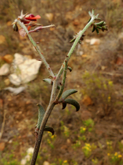 Indigofera sp12