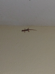 Hemidactylus mabouia