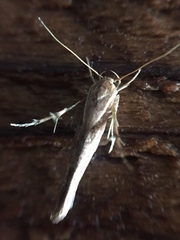 Stathmopoda