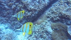 Chelmon rostratus