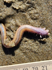 Hartmanonuphis pectinata