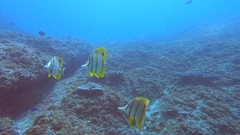 Chelmon rostratus