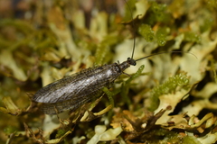 Archichauliodes diversus