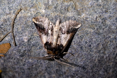 Declana junctilinea