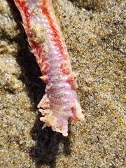 Hartmanonuphis pectinata