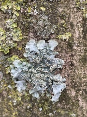 Punctelia subrudecta