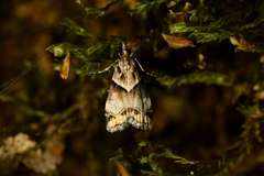 Eudonia periphanes