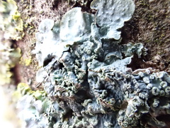 Punctelia subrudecta