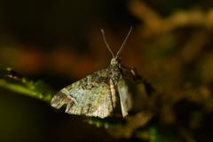 Pasiphila magnimaculata