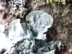 Punctelia subrudecta