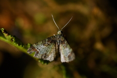 Pasiphila magnimaculata