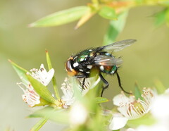 Amenia chrysame