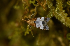 Antiscopa epicomia
