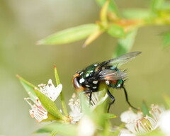 Amenia chrysame