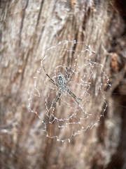 Argiope ocyaloides