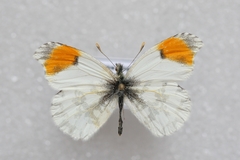 Anthocharis bieti