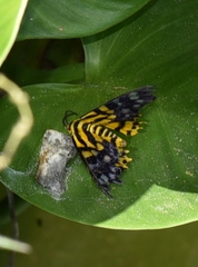 Dysphania subrepleta