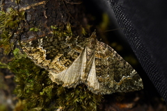 Hydriomena hemizona