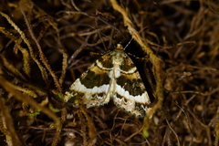 Pseudocoremia productata