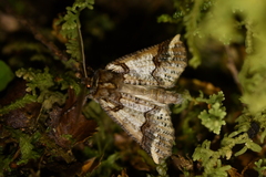 Declana junctilinea