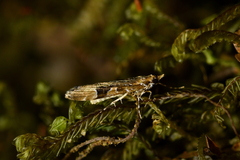 Scoparia ustimacula