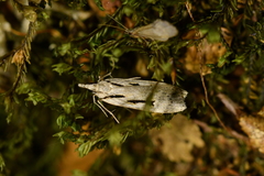Scoparia rotuella