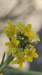 Descurainia bourgaeana