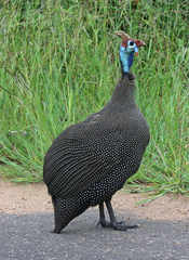 Numida meleagris mitratus