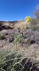 Descurainia bourgaeana